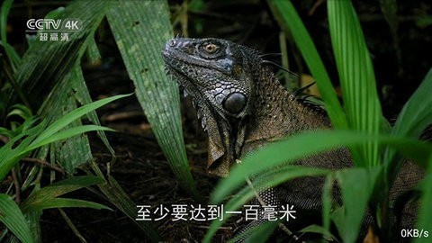 全网通TV极速版