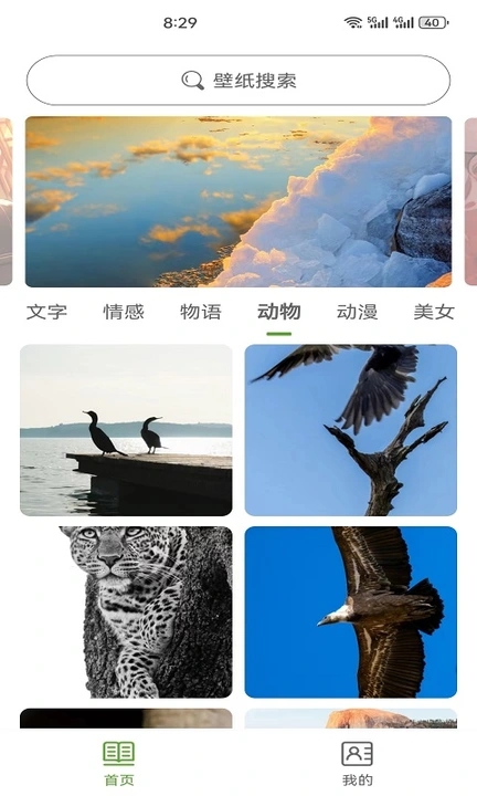 白叶壁纸免费版