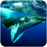 座头鲸模拟器安卓版