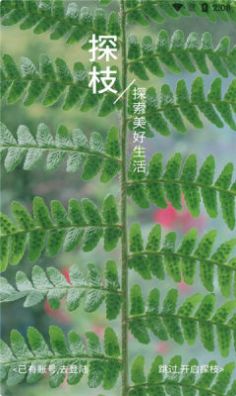 探枝极速版
